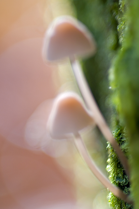 val graveglia, Funghi, mushroom, fungi, fungus, val d'Aveto, Nature photography, macrofotografia, fotografia naturalistica, close-up, mushrooms